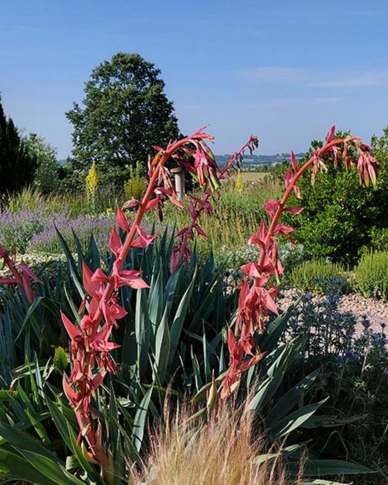 Red Yucca Adapts Well To Deep Outdoor Pots