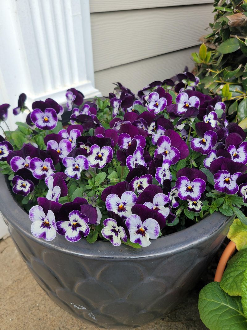 Use Nutrient-Rich Soil Without Overfertilizing