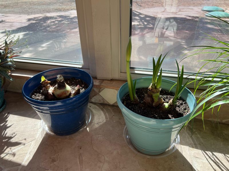 Control Watering And Humidity