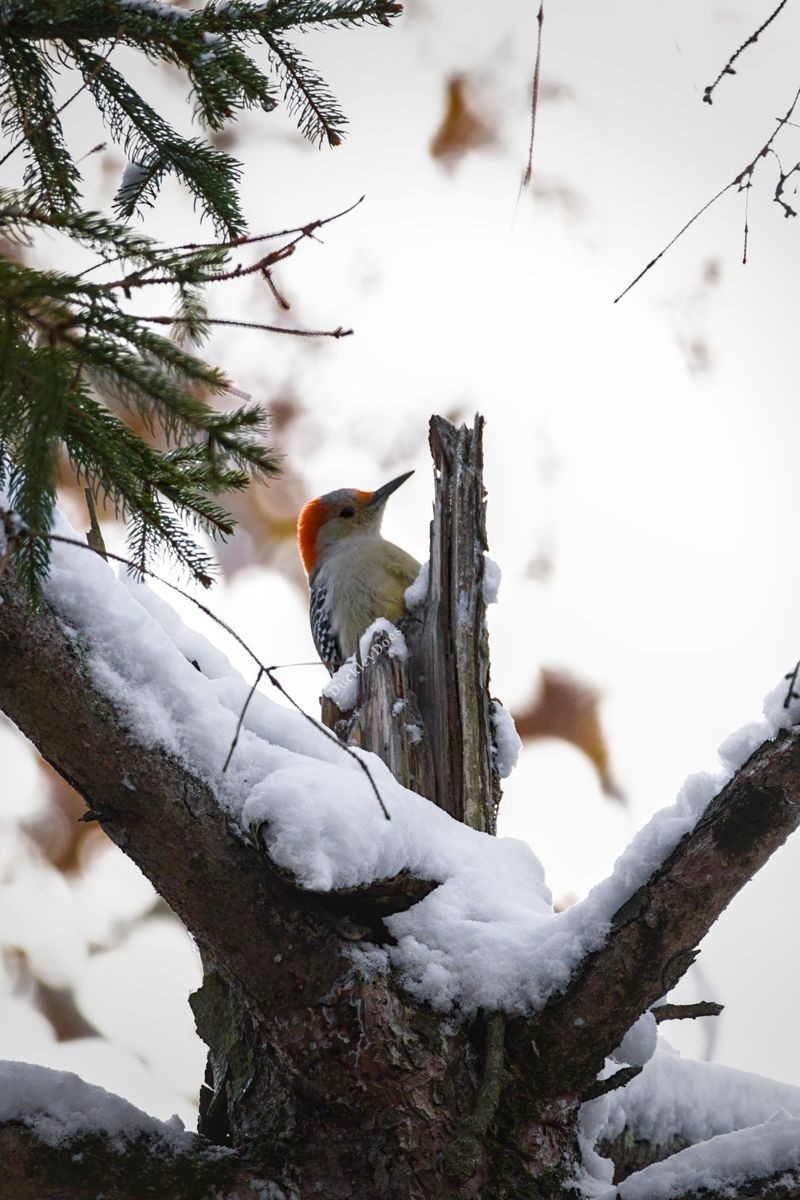 Daily Yard Habits Create A Safe Haven For Winter Birds