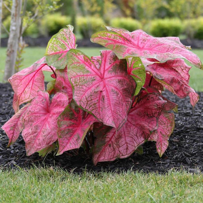 Fannie Munson A Large Leaf Pink Variety For Warm Climates
