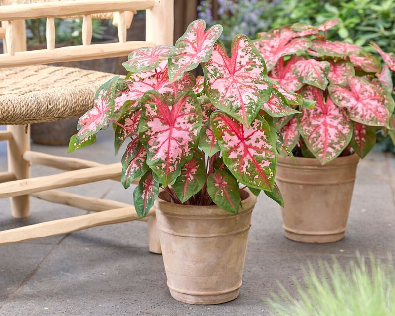 Freida Hemple Adds Deep Pink Highlights To Garden Beds