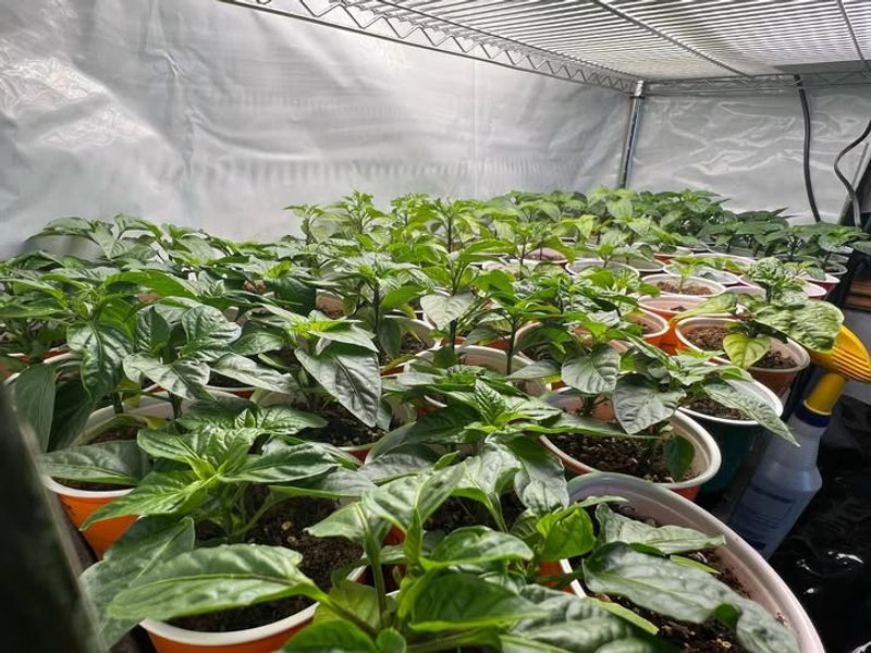 Feed Lightly Once True Leaves Appear