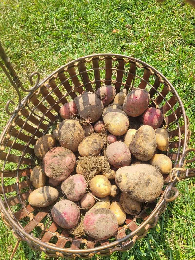 Most Arizona Potatoes Are Ready In 70 To 120 Days