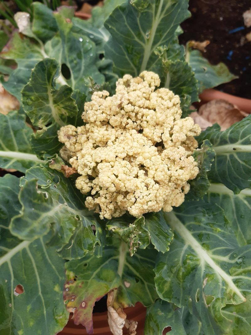 Cauliflower Reacts Poorly To Ohio Temperature Swings
