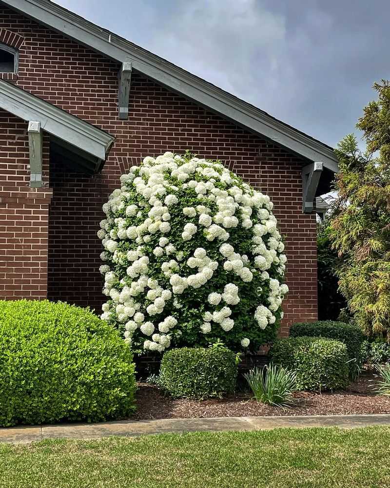 Viburnum - Four-Season Interest, Minimal Care