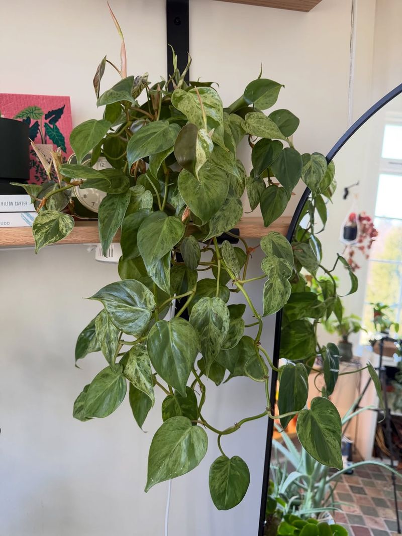 Heartleaf Philodendron