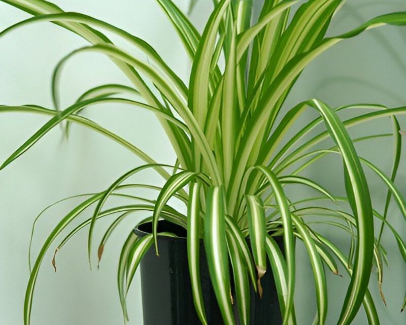 Spider Plant Lifts Spaces With Fresh Energy