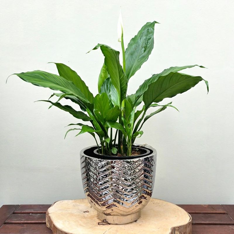 Peace Lily (Spathiphyllum)