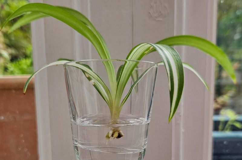 Spider Plant (Chlorophytum comosum)