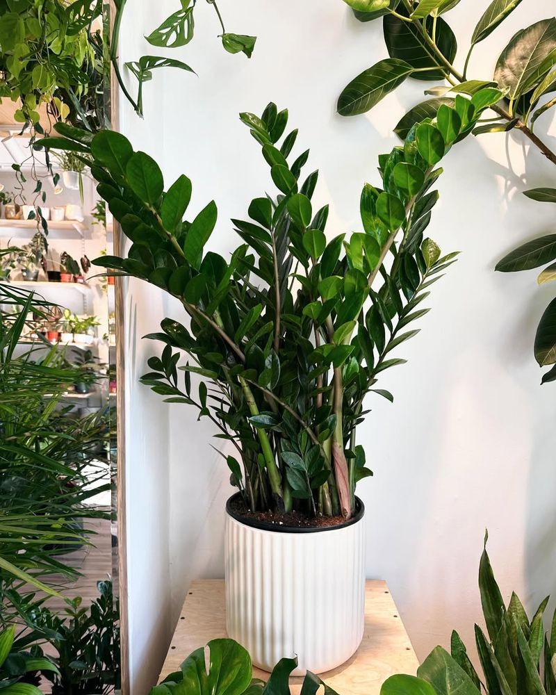 ZZ Plant (Zamioculcas zamiifolia)