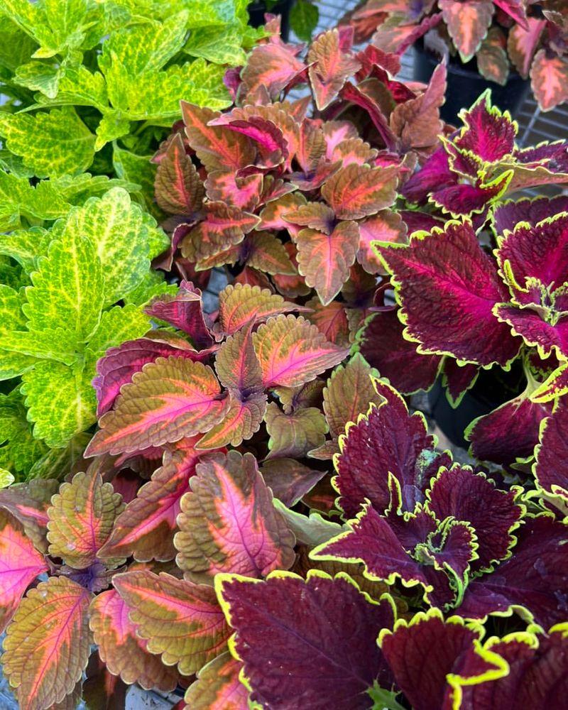 Coleus Brings Bold Color Easily