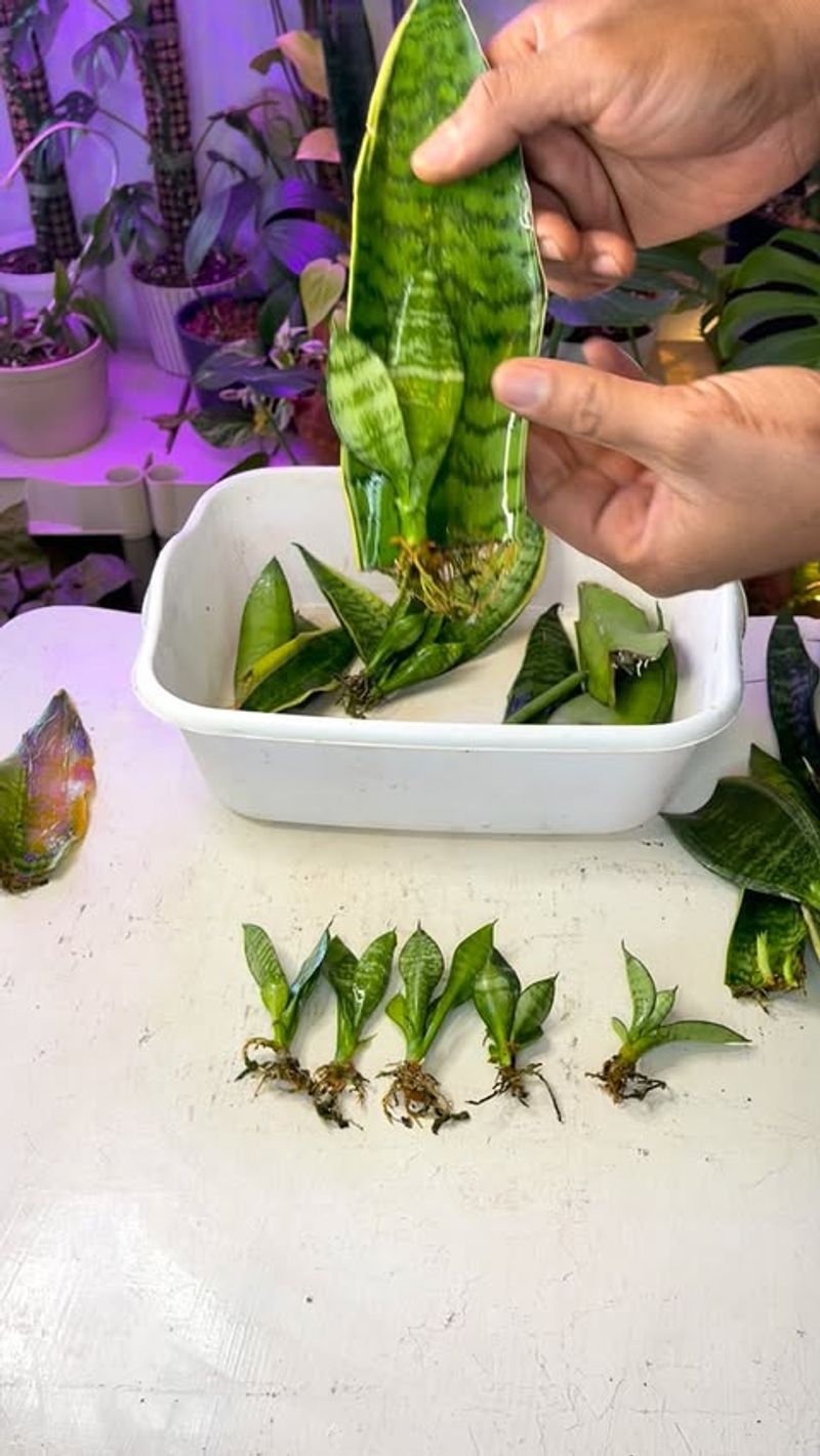 Snake Plant Grows New Plants From Leaf Or Division