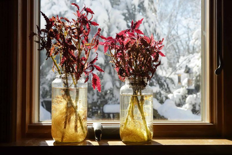 Colorful Coleus Cuttings Brighten Winter Windows