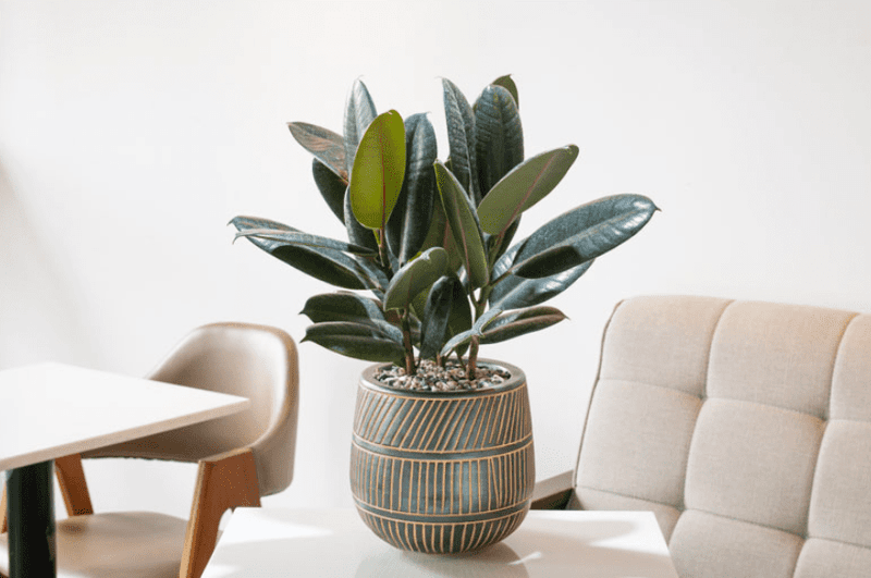 Rubber Plant Removes Obstacles