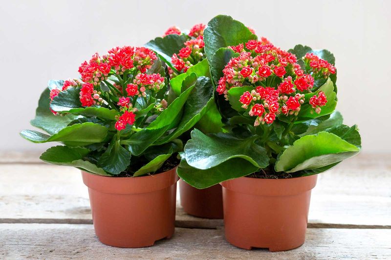 Kalanchoe Plants