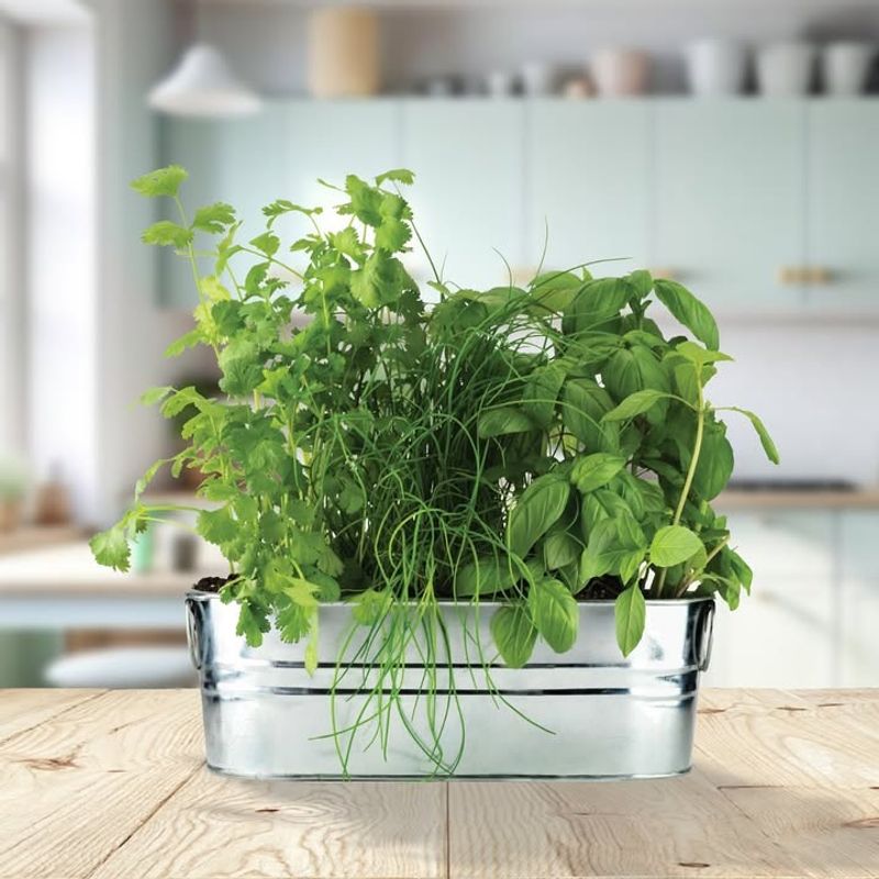 Organic Herb Garden Starter Kits