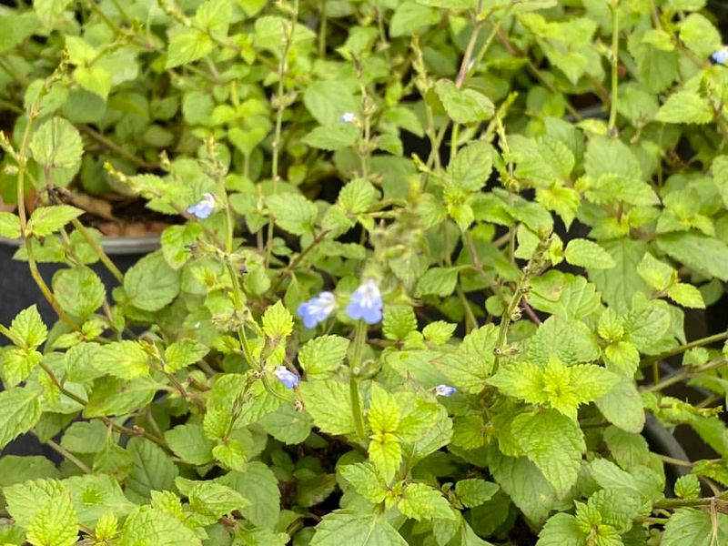 Creeping Sage (Salvia misella)