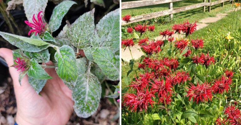Powdery Mildew On Bee Balm Is The Biggest Problem In Humid North Carolina, Here’s How To Stop It