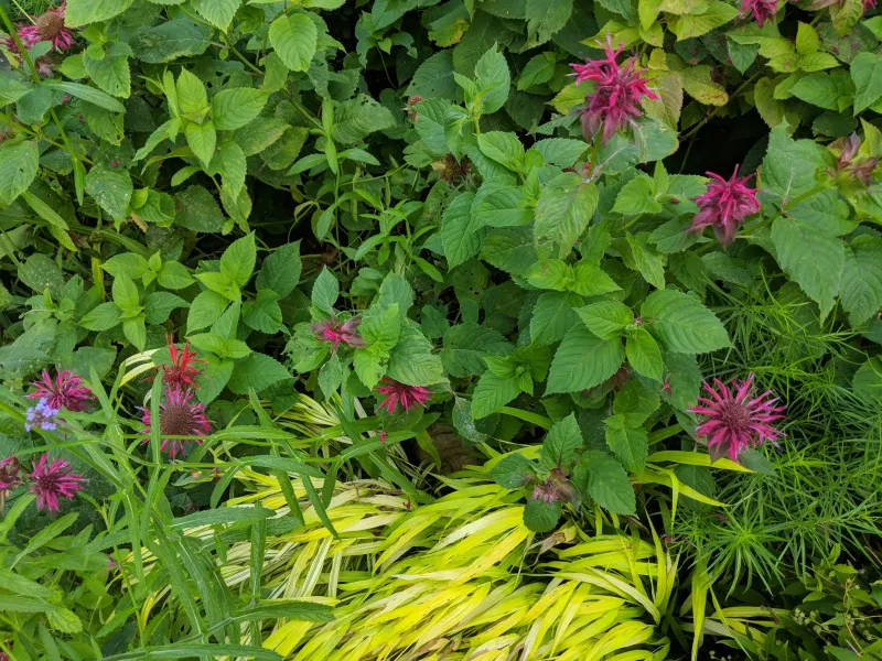 Shade And Dense Growth Make Bee Balm More Vulnerable