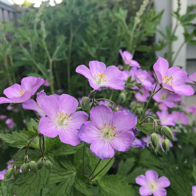Wild Geranium Brings Woodland Charm