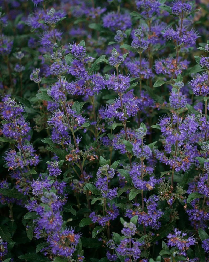 New 'Beyond Midnight' Bluebeard (Caryopteris × Clandonensis)
