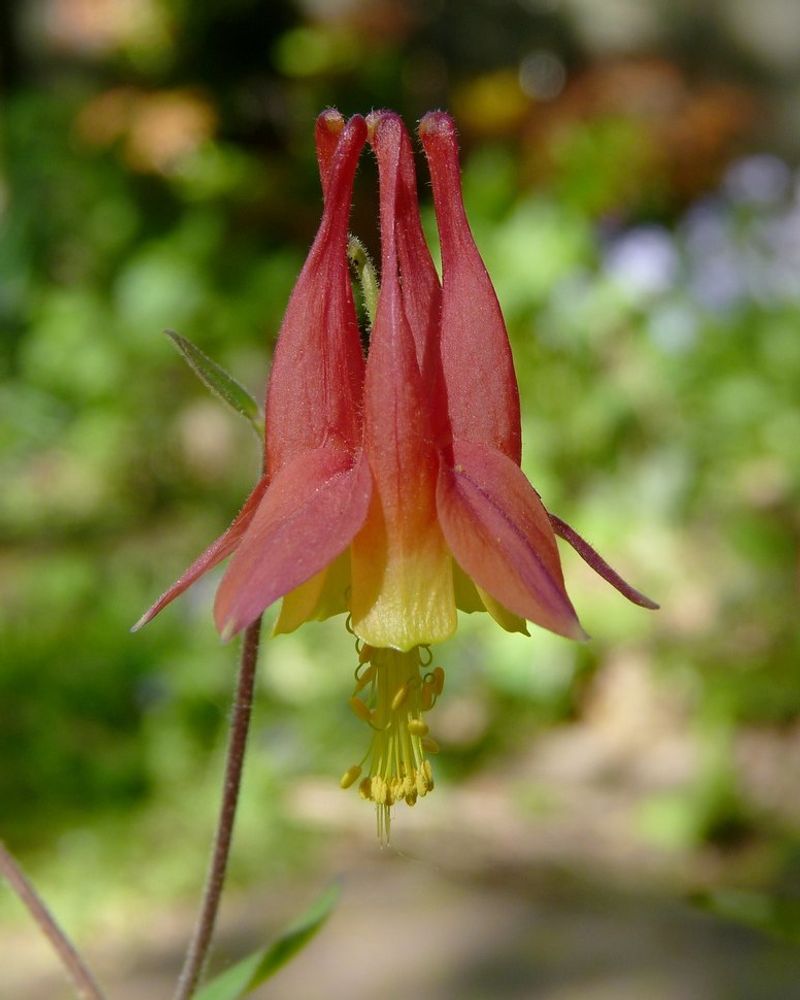 Wild Columbine (Aquilegia Canadensis)