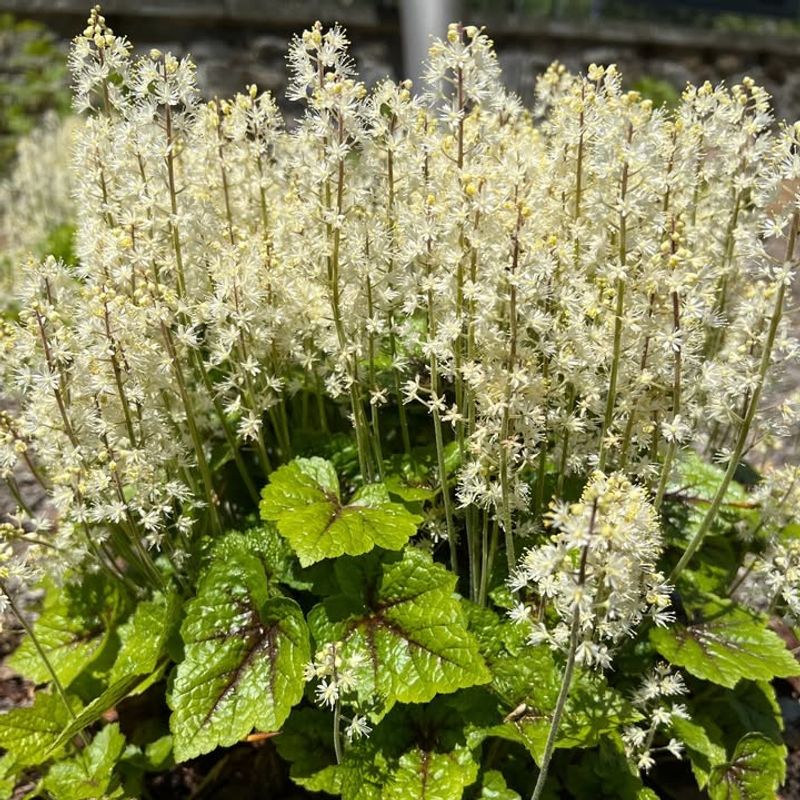 Foamflower (Tiarella Cordifolia)