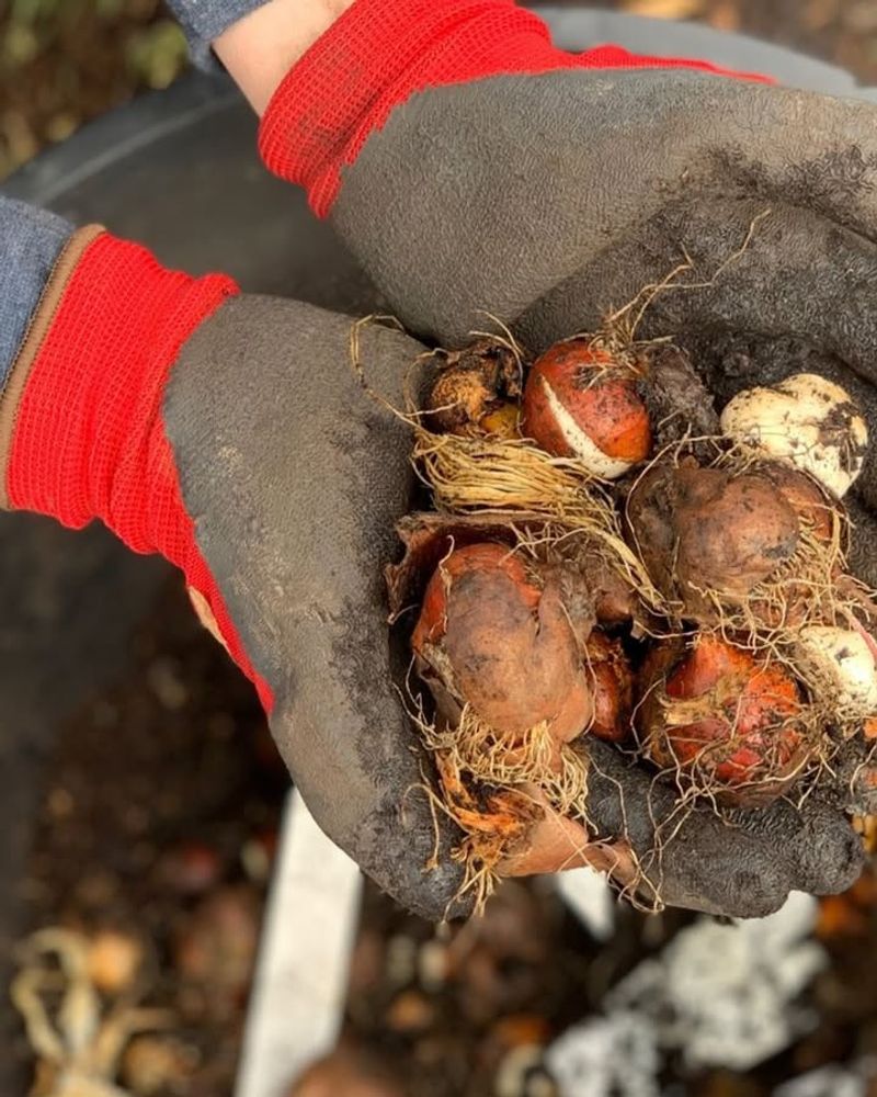 Plant In Late December Or Early January For Best Timing