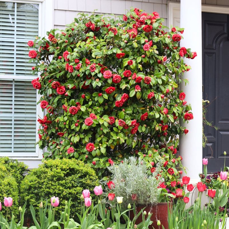 Dense Growth Provides Natural Screening And Structure