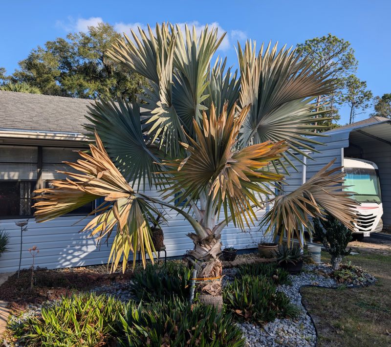 Act Fast But Do Not Give Up Too Soon