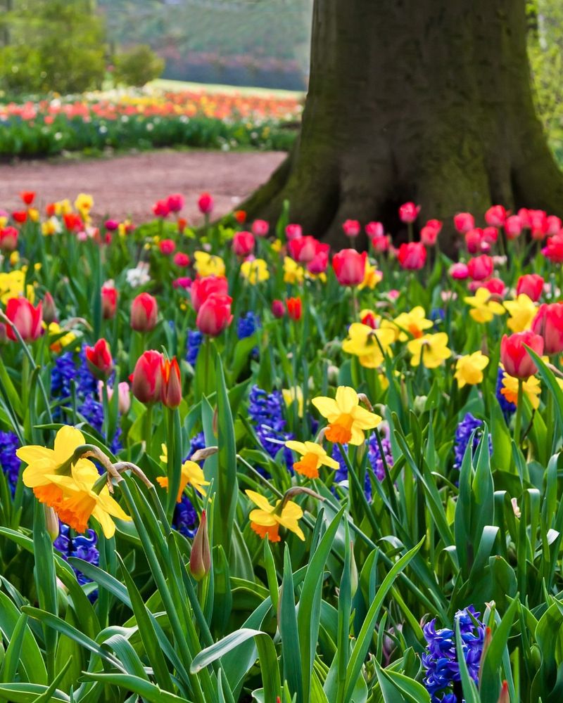 Protect Perennials And Bulbs