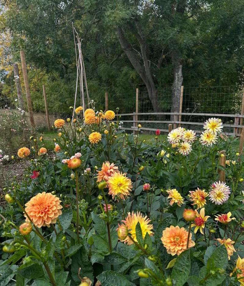 Space Plants Properly