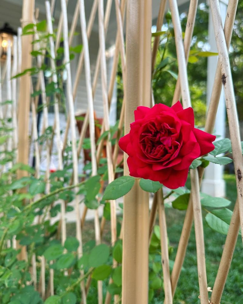 Inspect Stakes And Supports