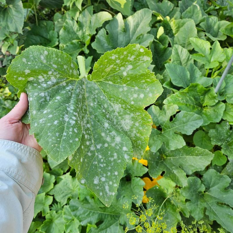 Expect Powdery Mildew In Humid Heat