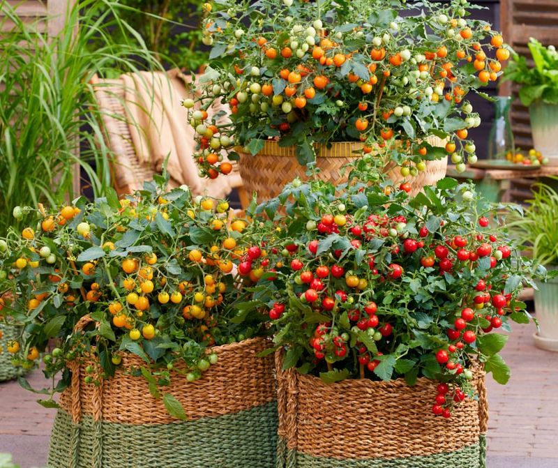 Start Warm-Season Vegetables In Containers