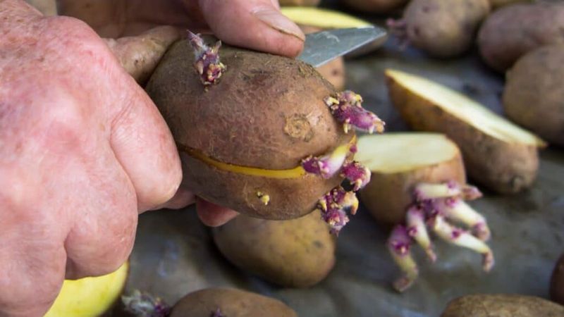 Cut Larger Seed Potatoes Into Pieces