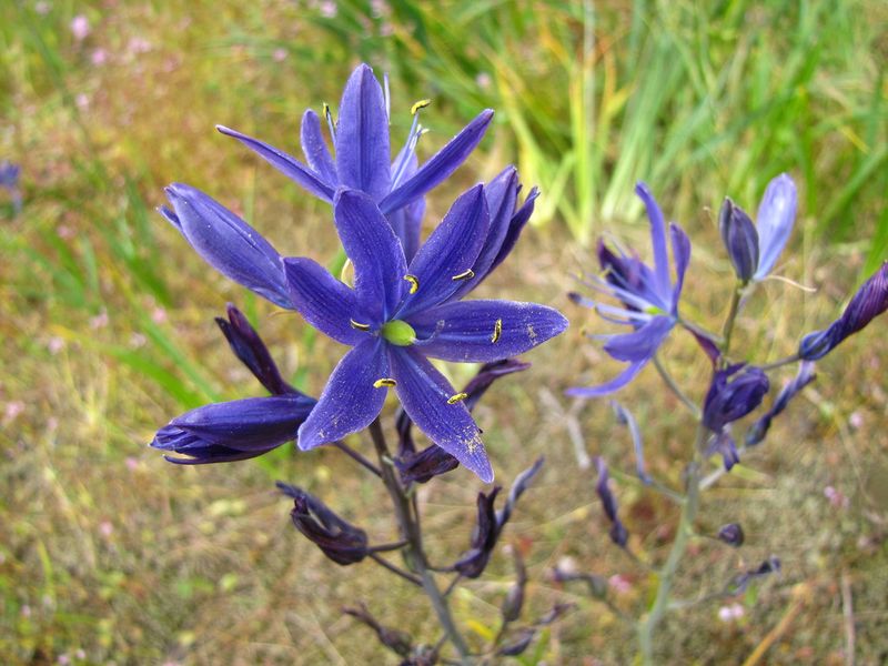 Choose Early-Blooming Native Plants
