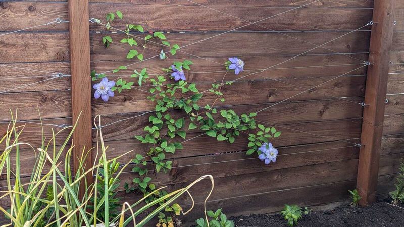 Install The Trellis Before Growth Starts