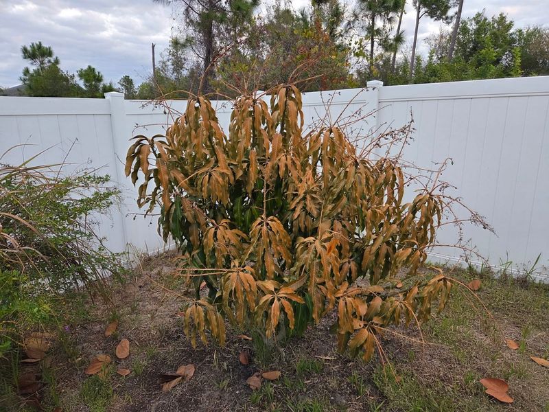 Delay Pruning And Let Trees Stabilize