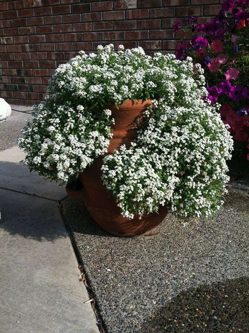 Sweet Alyssum Spreads Soft Blooms In Cool Weather