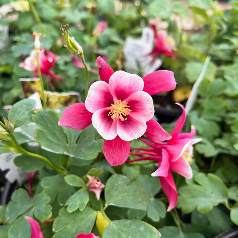 Columbine (Pink Varieties)