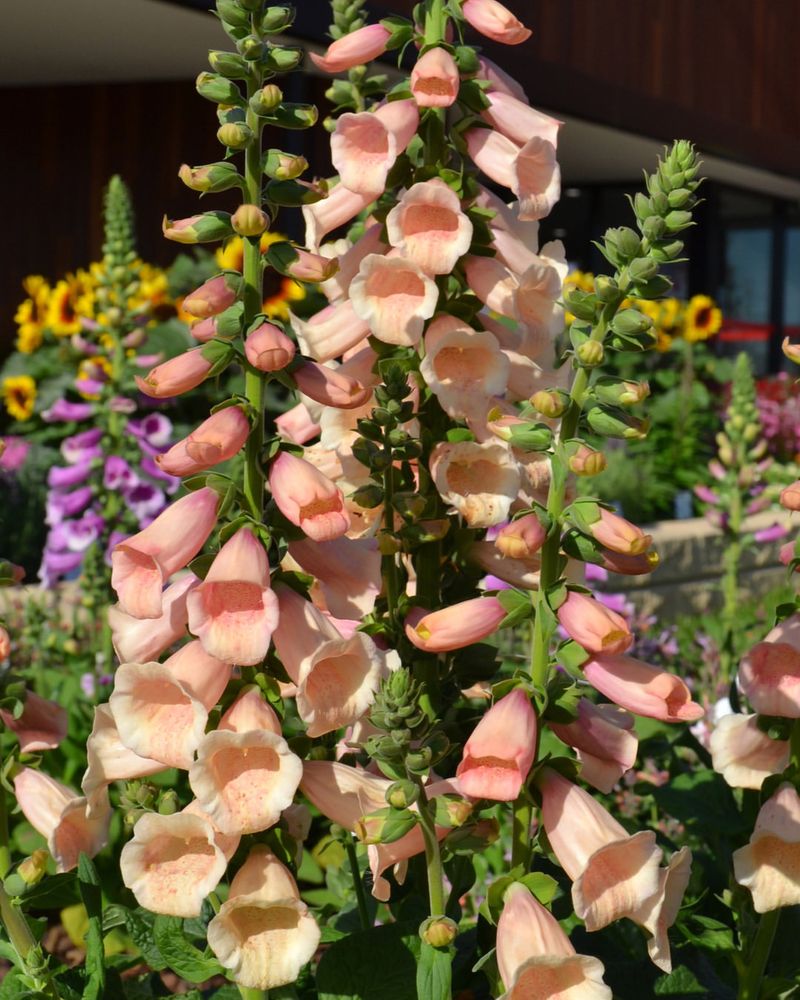 Foxglove And Solomon's Seal