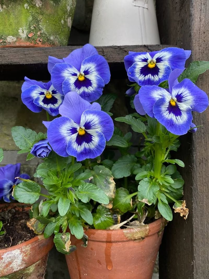 Pansies (Viola × Wittrockiana)