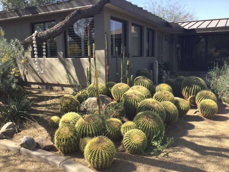 Works Well In Xeriscape And Low Water Designs