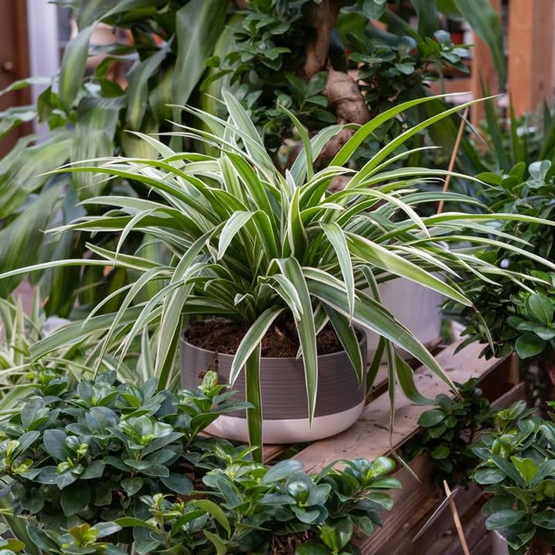 Maintain Proper Humidity