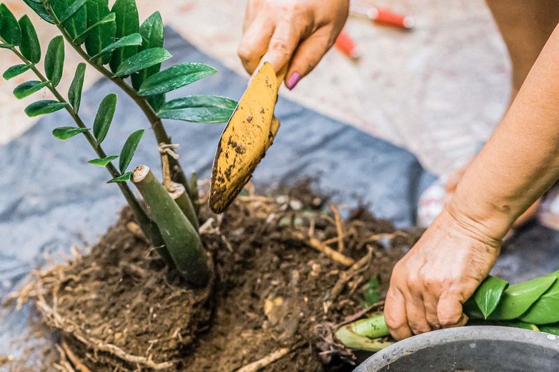 Divide Existing Plants To Create New Pots