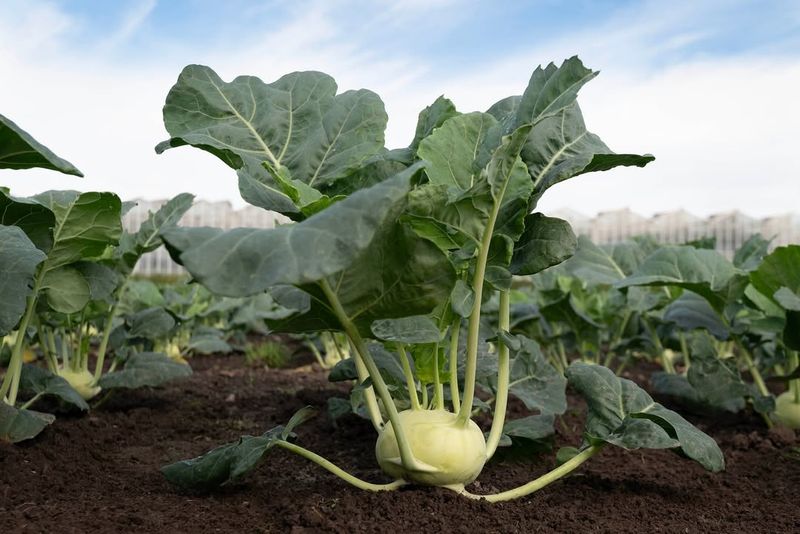 Good Airflow Helps Reduce Fungal Pressure