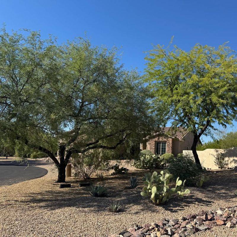 Trees And Shrubs Become More Stable In Monsoon Winds