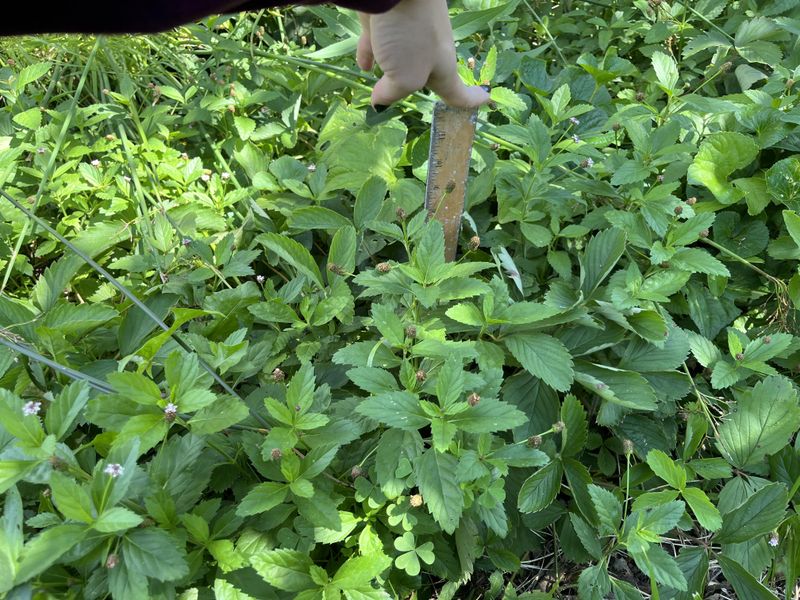 Beach Strawberry + Clover Mix